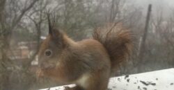 PANORÁMÁS, VILÁGOS LAKÁS ZÖLD KÖRNYEZETBEN, A II. KERÜLETBEN!