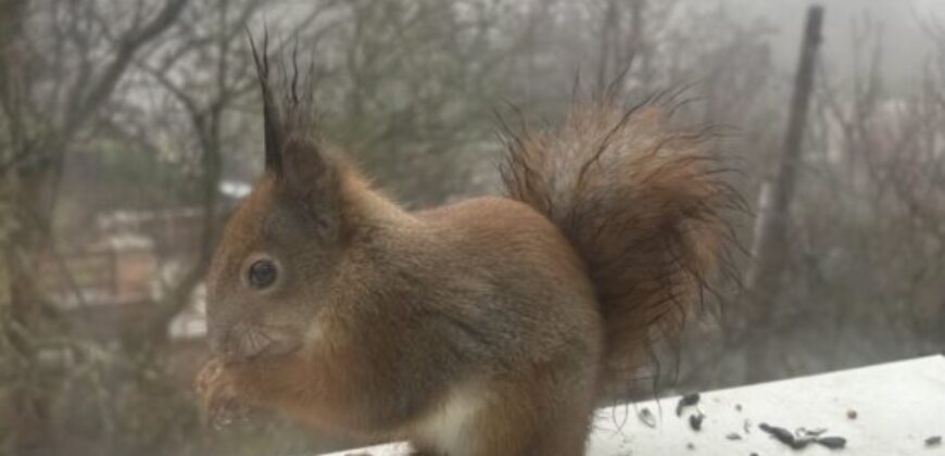 PANORÁMÁS, VILÁGOS LAKÁS ZÖLD KÖRNYEZETBEN, A II. KERÜLETBEN!